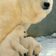 Illustration for article titled Polar bears may survive global warming after all